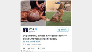 21㎏ 종양 달고 살던 유기견에 희망의 손길