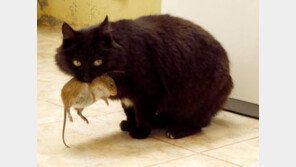 고양이 사냥본능 지울 수 있다?