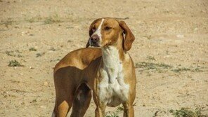 '하얀도시'에 등장한 펫푸드뱅크