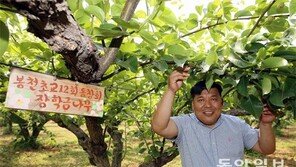 “배나무에 스토리 입혀 키우니… 고객감동이 주렁주렁”