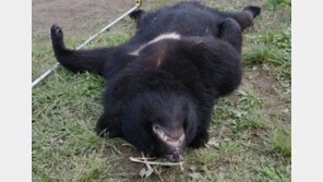 일본서 사람 잡아먹은 곰 사살…위에서 인체 일부 발견