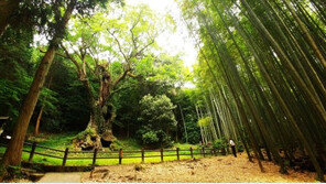 모두투어가 알려주는 힐링과 맛의 도시, 사가현 (2)