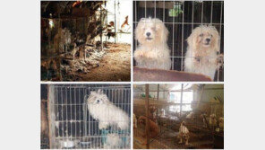 개농장 샅샅이 뒤진다..20마리 이상 사육 4600개소 조사