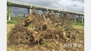 불통이 초래한 ‘태화강 갯버들 벌목사건’