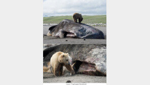 고래 고기로 배 채우는 알래스카 불곰