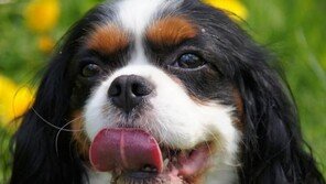 '반려견 시대 절정 지났다?`