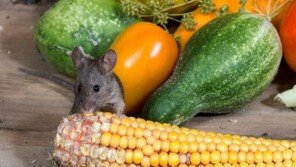 반려동물이 가장 많이 삼키는 것 '뼈'