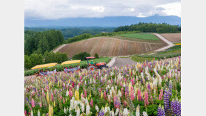 빙하-백야가 반겨주는… 한여름의 ‘겨울왕국’