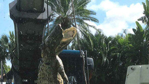 배수구를 막은 대형 악어 ‘발견’