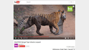 호랑이가 표범을 사냥하는 장면 ‘포착’