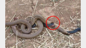 뱀에게 잡아먹힌 뱀이 옆구리 뚫고 나와 ‘생·사 역전’