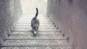 “위 VS 아래”…SNS를 들끓게 만든 사진. 어떻게 보이나요?