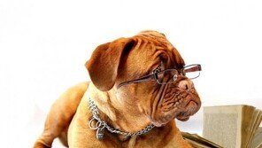 '사무실에 개 키우면 사업 잘된다?'..9가지 이유