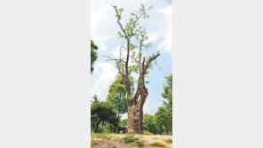 보은 ‘대추나무 당산제’ 17일 열려