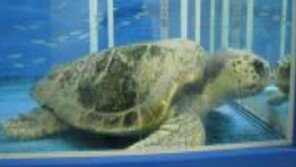 바다거북 2마리 여수 앞 바다 방류