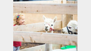 `물릴 수 있는데'..아이에게 어떻게 가르칠까