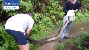뱀에 물린 남자의 ‘복수혈전’…이틀뒤 길이 4m 왕뱀 포획 성공