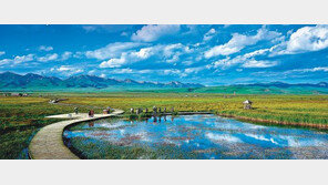 [여행, 나를 찾아서]야생화 만발한 하늘초원, 숨쉬는 야생 속에서 여름을 잊자 