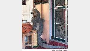 “문 열어요” 집앞의 거대한 왕도마뱀 포착