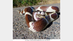 왠지 감동적, 뱀에게 먹히고도 살아난 도마뱀