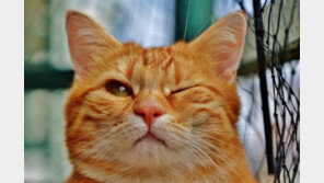 고양이가 아플때 하는 25가지 행동