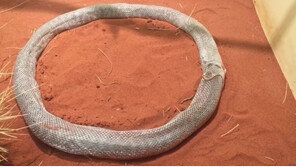 [영상] 자동차 핸들에 숨은 비단뱀? 자세히 봤더니… 