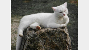 고양이 돌발행동 5가지