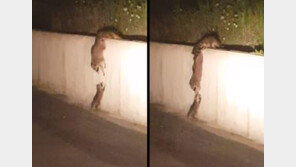 [영상]기막한 방법으로 새끼 구하는 너구리 가족, “천잰데…”