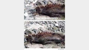 멕시코 괴생명체? 떠들썩