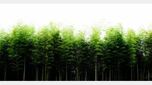 [제4회 한국축제박람회]담양대나무축제, 천년의 대숲 미래로, 세계로 가는 바람길 