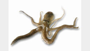 나 보기 힘들거야! 금낙지가 된 산낙지