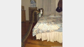 여자 침실로 들어온 뱀, 길이가 5미터