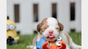 강아지, 고양이 생식이 건강에 제일 좋을까??