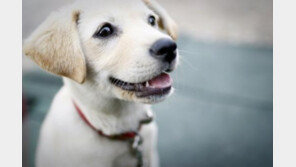 강아지가 당신을 사랑할 때..