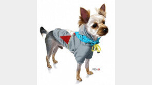 강아지사진 잘 찍는법 5가지