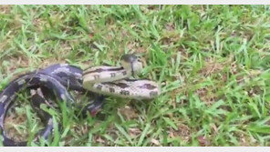 풀밭 기어가는 뱀 자극하던 女, 기습공격에 ‘혼비백산’