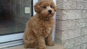 우리 강아지 분리불안 증상 극복하기!