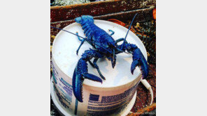 새파란 랍스터 잡혀 ‘화제’