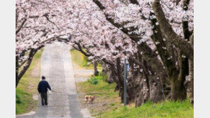 우리 강아지도 혹시? 치매 증상 6가지