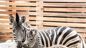 “아기 얼룩말 이름을 지어주세요”