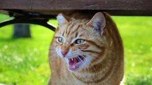 “우리집 고양이가 우릴 인질로 잡고 있어요!”