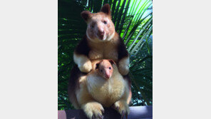 곰? 캥거루? 36년 만에 태어난 멸종위기종 첫 공개