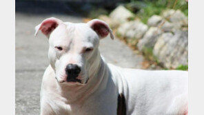 반려견으로 '핏불 테리어' 안 된다, 어디서?