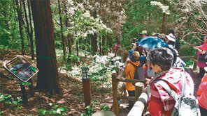 인천상륙작전 때 살아남은 ‘월미 평화의 나무’