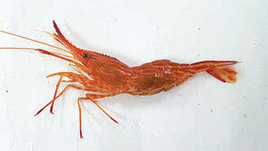 ‘독도새우’ 10만 마리 울릉도에 방류