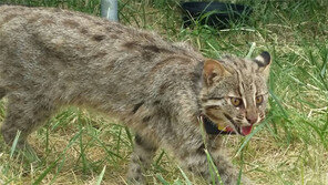 시화호서 구조된 삵 2년만에 방사