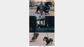 코끼리 크기 거대한 강아지 ‘웃음’