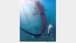 엄청난 크기의 고래 상어 ‘포착’