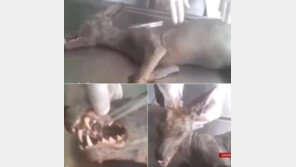 피 쪽쪽 빨아먹는 전설의 흡혈 괴물 ‘추파카브라’ 사냥 성공?