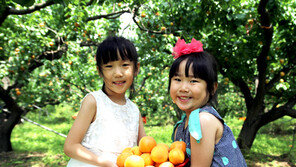 “만금살구 맛있어요”